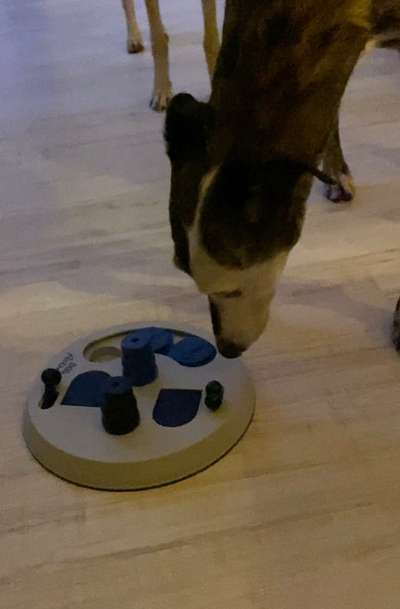 Windhunde - Treffen der besonderen Schönheiten
HERZLICH WILLKOMMEN-Beitrag-Bild