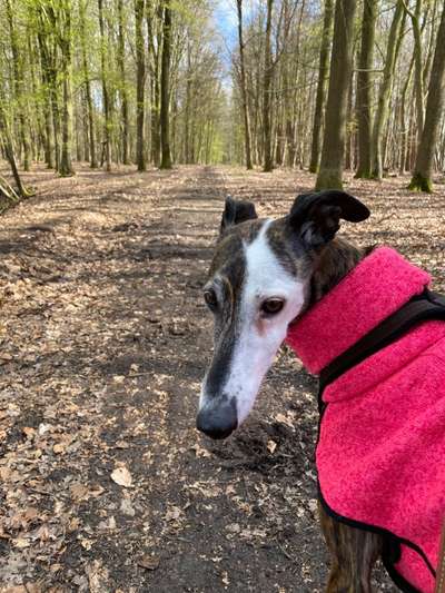 Windhunde - Treffen der besonderen Schönheiten
HERZLICH WILLKOMMEN-Beitrag-Bild