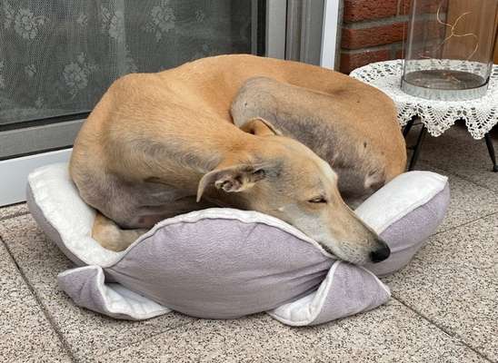 Windhunde - Treffen der besonderen Schönheiten
HERZLICH WILLKOMMEN-Beitrag-Bild