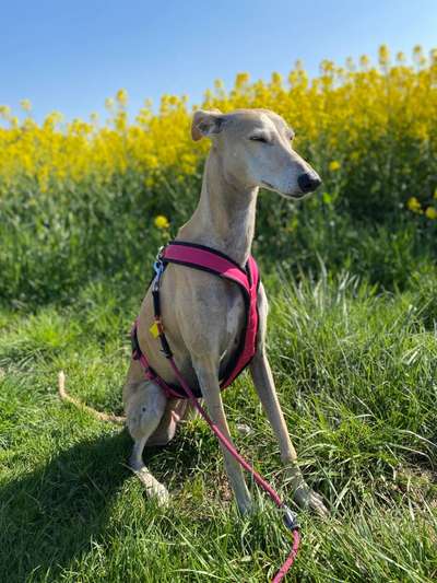 Windhunde - Treffen der besonderen Schönheiten
HERZLICH WILLKOMMEN-Beitrag-Bild