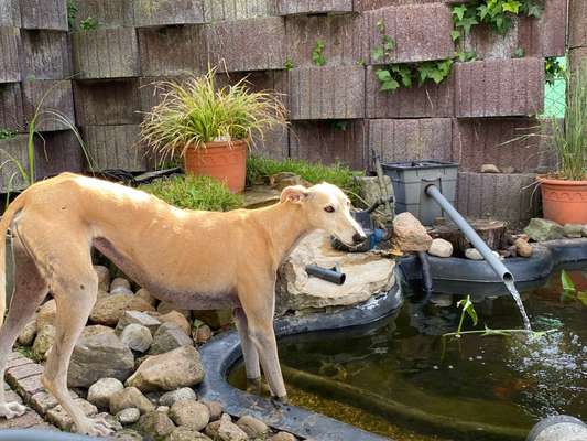 Windhunde - Treffen der besonderen Schönheiten
HERZLICH WILLKOMMEN-Beitrag-Bild