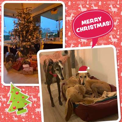 Windhunde - Treffen der besonderen Schönheiten
HERZLICH WILLKOMMEN-Beitrag-Bild