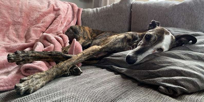 Windhunde - Treffen der besonderen Schönheiten
HERZLICH WILLKOMMEN-Beitrag-Bild