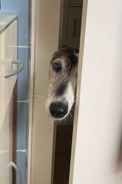 Windhunde - Treffen der besonderen Schönheiten
HERZLICH WILLKOMMEN-Beitrag-Bild