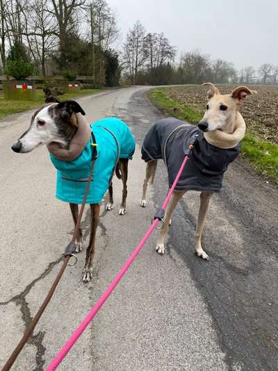 Windhunde - Treffen der besonderen Schönheiten
HERZLICH WILLKOMMEN-Beitrag-Bild