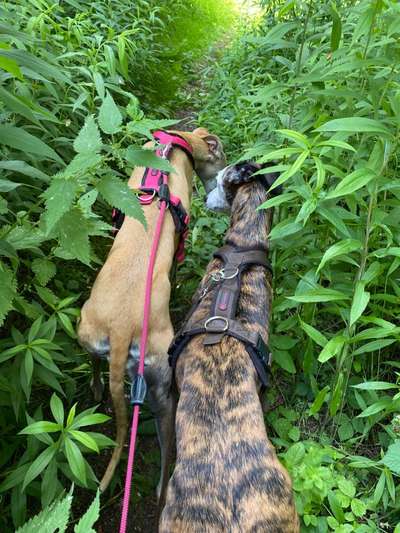 Windhunde - Treffen der besonderen Schönheiten
HERZLICH WILLKOMMEN-Beitrag-Bild