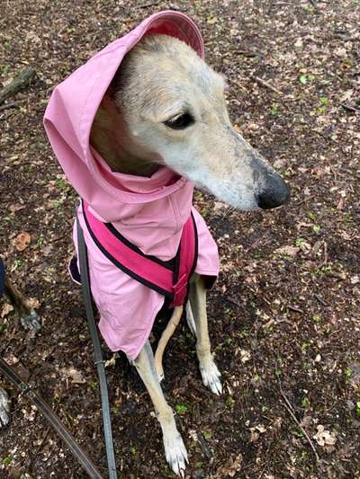 Windhunde - Treffen der besonderen Schönheiten
HERZLICH WILLKOMMEN-Beitrag-Bild