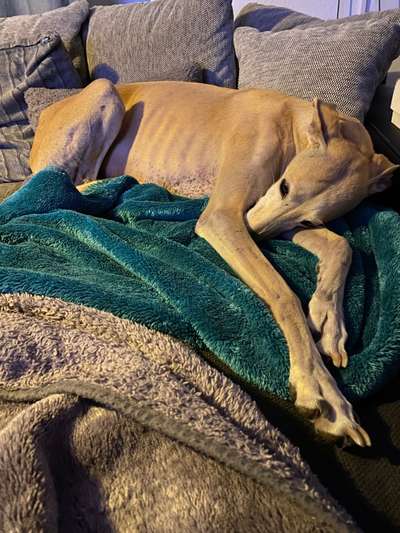 Windhunde - Treffen der besonderen Schönheiten
HERZLICH WILLKOMMEN-Beitrag-Bild