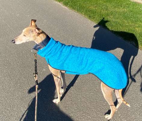 Windhunde - Treffen der besonderen Schönheiten
HERZLICH WILLKOMMEN-Beitrag-Bild