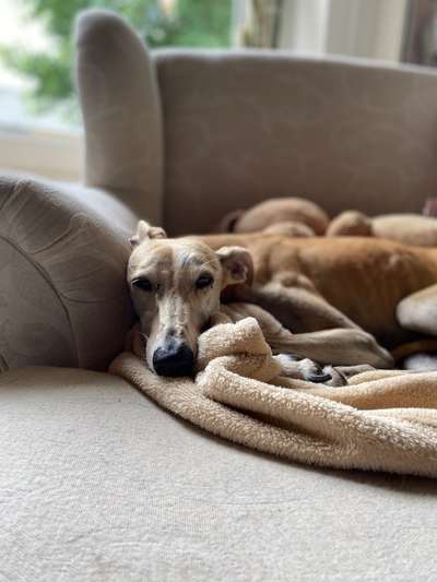 Windhunde - Treffen der besonderen Schönheiten
HERZLICH WILLKOMMEN-Beitrag-Bild