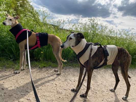 Windhunde - Treffen der besonderen Schönheiten
HERZLICH WILLKOMMEN-Beitrag-Bild