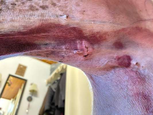 Windhunde - Treffen der besonderen Schönheiten
HERZLICH WILLKOMMEN-Beitrag-Bild