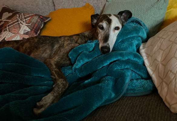 Windhunde - Treffen der besonderen Schönheiten
HERZLICH WILLKOMMEN-Beitrag-Bild