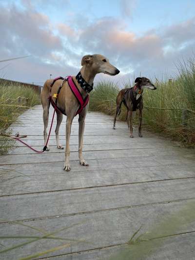 Windhunde - Treffen der besonderen Schönheiten
HERZLICH WILLKOMMEN-Beitrag-Bild