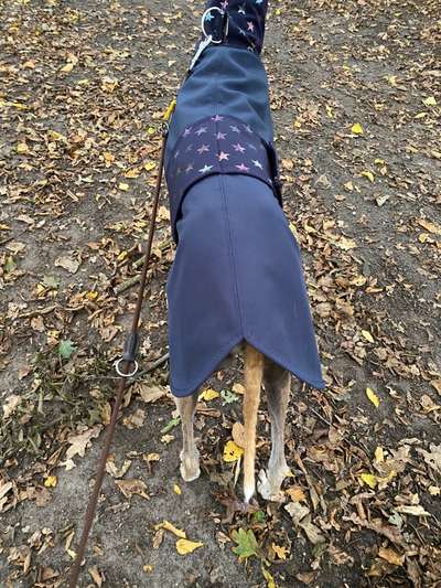 Windhunde - Treffen der besonderen Schönheiten
HERZLICH WILLKOMMEN-Beitrag-Bild