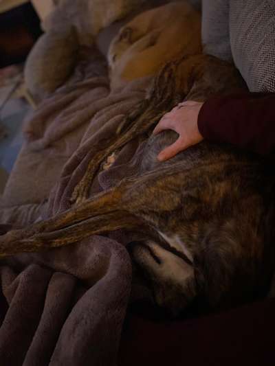 Windhunde - Treffen der besonderen Schönheiten
HERZLICH WILLKOMMEN-Beitrag-Bild