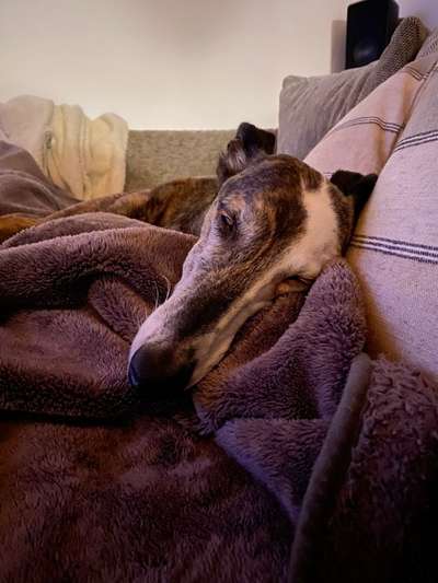 Windhunde - Treffen der besonderen Schönheiten
HERZLICH WILLKOMMEN-Beitrag-Bild