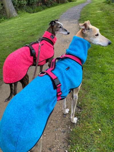 Windhunde - Treffen der besonderen Schönheiten
HERZLICH WILLKOMMEN-Beitrag-Bild