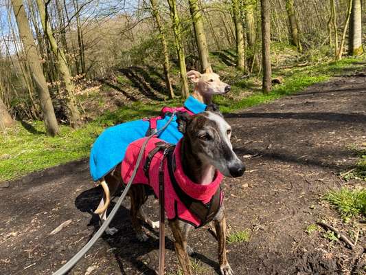 Windhunde - Treffen der besonderen Schönheiten
HERZLICH WILLKOMMEN-Beitrag-Bild