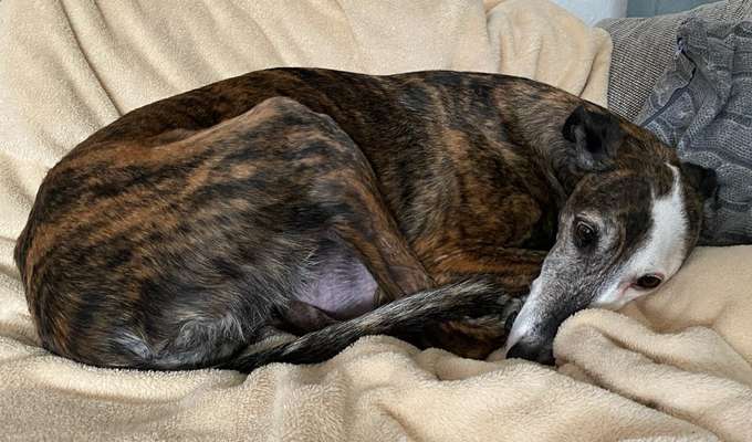 Windhunde - Treffen der besonderen Schönheiten
HERZLICH WILLKOMMEN-Beitrag-Bild