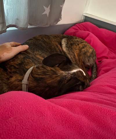 Windhunde - Treffen der besonderen Schönheiten
HERZLICH WILLKOMMEN-Beitrag-Bild