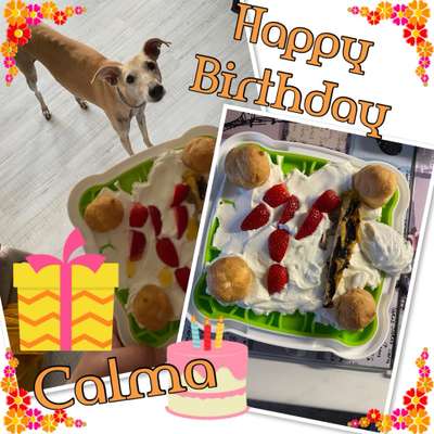 Windhunde - Treffen der besonderen Schönheiten
HERZLICH WILLKOMMEN-Beitrag-Bild