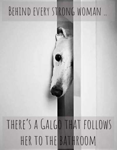 Windhunde - Treffen der besonderen Schönheiten
HERZLICH WILLKOMMEN-Beitrag-Bild