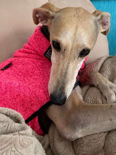 Zeigt mal die schönsten Bilder von euren Hunden !-Beitrag-Bild