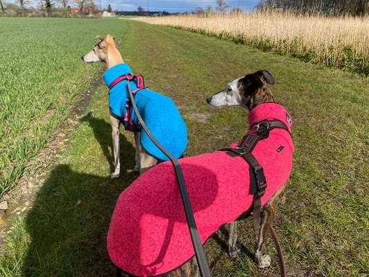 Windhunde - Treffen der besonderen Schönheiten
HERZLICH WILLKOMMEN-Beitrag-Bild