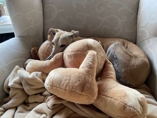 Windhunde - Treffen der besonderen Schönheiten
HERZLICH WILLKOMMEN-Beitrag-Bild