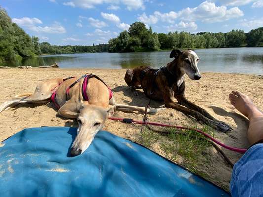 Windhunde - Treffen der besonderen Schönheiten
HERZLICH WILLKOMMEN-Beitrag-Bild
