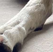 Windhunde - Treffen der besonderen Schönheiten
HERZLICH WILLKOMMEN-Beitrag-Bild