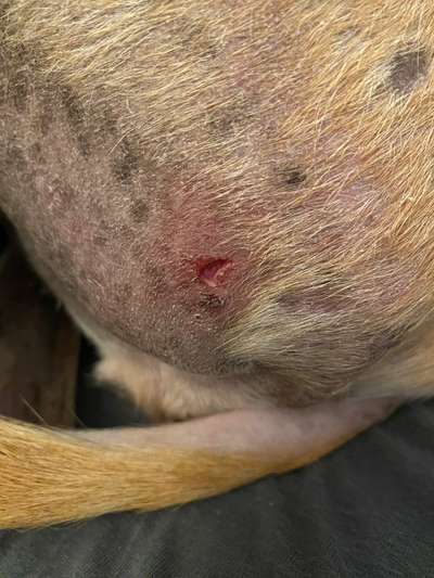 Windhunde - Treffen der besonderen Schönheiten
HERZLICH WILLKOMMEN-Beitrag-Bild