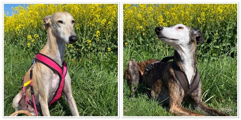 Windhunde - Treffen der besonderen Schönheiten
HERZLICH WILLKOMMEN-Beitrag-Bild