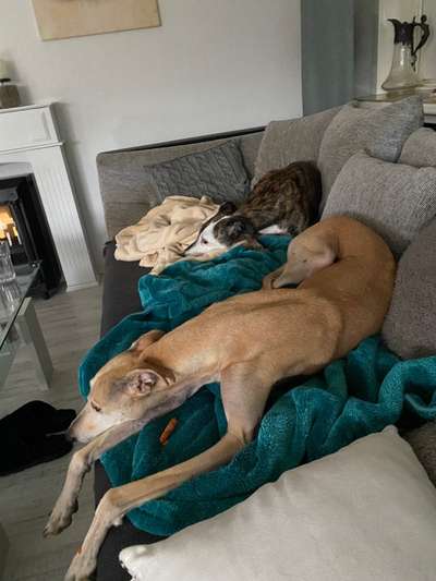 Windhunde - Treffen der besonderen Schönheiten
HERZLICH WILLKOMMEN-Beitrag-Bild