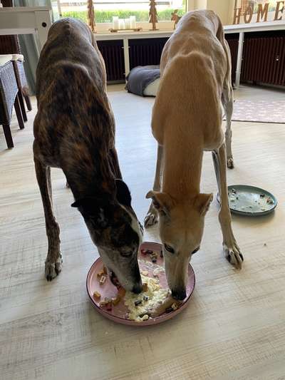 Windhunde - Treffen der besonderen Schönheiten
HERZLICH WILLKOMMEN-Beitrag-Bild