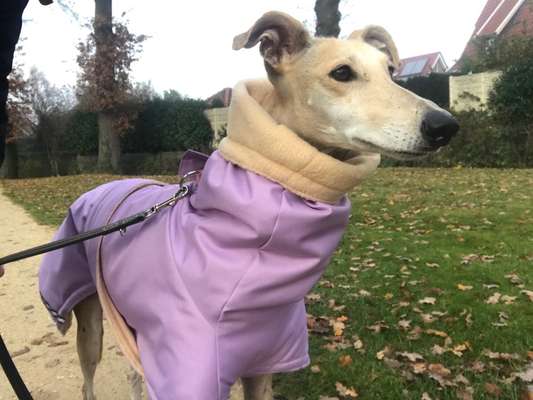 Windhunde - Treffen der besonderen Schönheiten
HERZLICH WILLKOMMEN-Beitrag-Bild