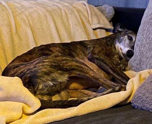 Windhunde - Treffen der besonderen Schönheiten
HERZLICH WILLKOMMEN-Beitrag-Bild