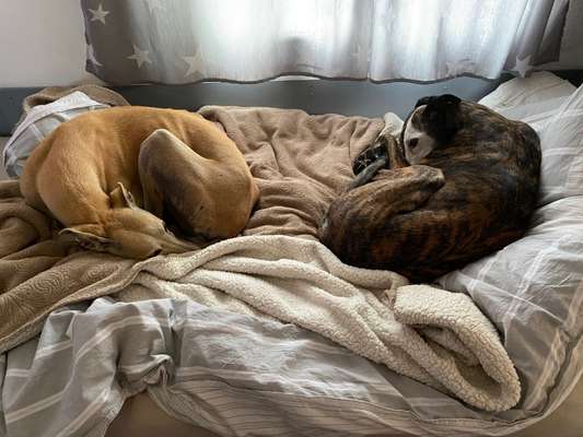 Windhunde - Treffen der besonderen Schönheiten
HERZLICH WILLKOMMEN-Beitrag-Bild