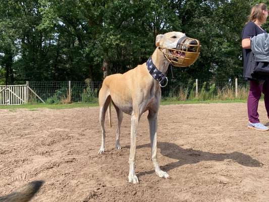 Windhunde - Treffen der besonderen Schönheiten
HERZLICH WILLKOMMEN-Beitrag-Bild