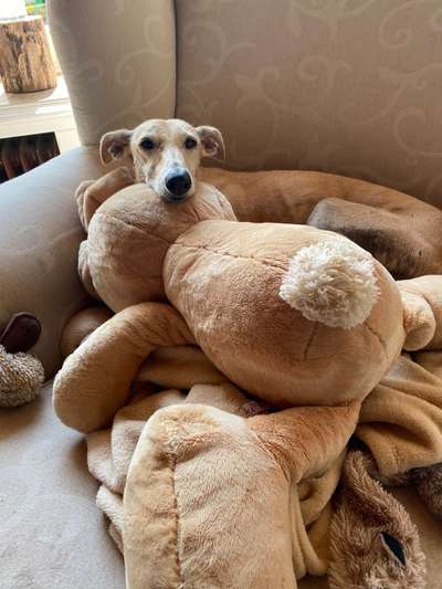 Windhunde - Treffen der besonderen Schönheiten
HERZLICH WILLKOMMEN-Beitrag-Bild