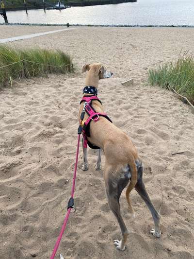 Windhunde - Treffen der besonderen Schönheiten
HERZLICH WILLKOMMEN-Beitrag-Bild