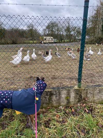 Windhunde - Treffen der besonderen Schönheiten
HERZLICH WILLKOMMEN-Beitrag-Bild