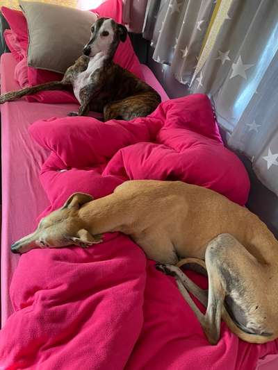 Windhunde - Treffen der besonderen Schönheiten
HERZLICH WILLKOMMEN-Beitrag-Bild