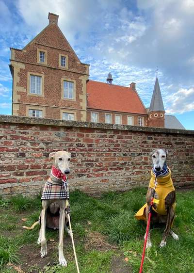 Windhunde - Treffen der besonderen Schönheiten
HERZLICH WILLKOMMEN-Beitrag-Bild