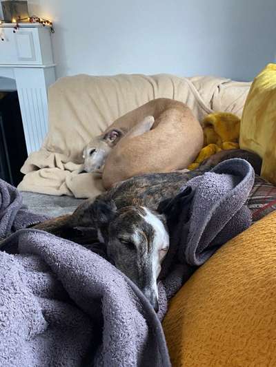 Windhunde - Treffen der besonderen Schönheiten
HERZLICH WILLKOMMEN-Beitrag-Bild