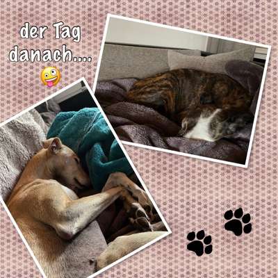 Windhunde - Treffen der besonderen Schönheiten
HERZLICH WILLKOMMEN-Beitrag-Bild