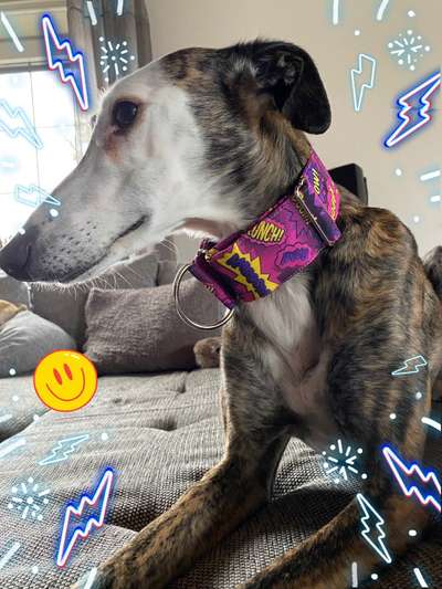 Windhunde - Treffen der besonderen Schönheiten
HERZLICH WILLKOMMEN-Beitrag-Bild