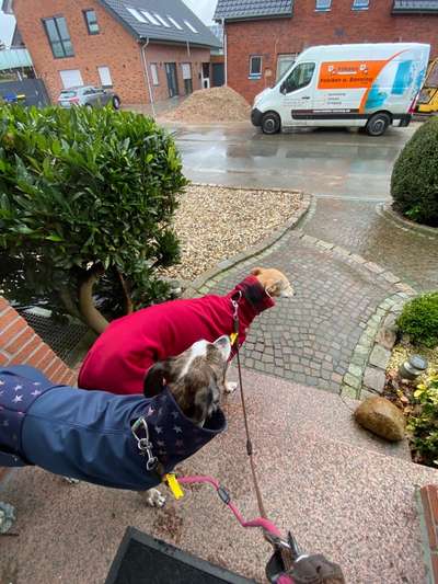 Windhunde - Treffen der besonderen Schönheiten
HERZLICH WILLKOMMEN-Beitrag-Bild