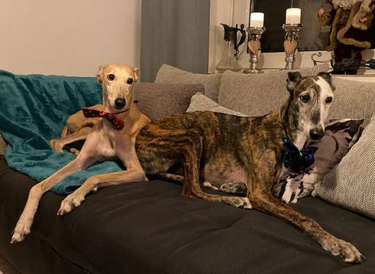 Windhunde - Treffen der besonderen Schönheiten
HERZLICH WILLKOMMEN-Beitrag-Bild